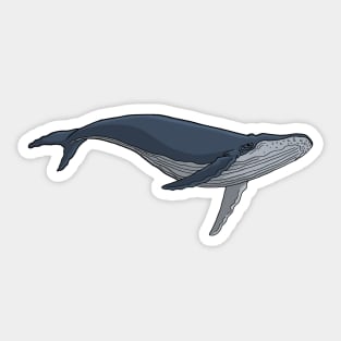 Humpback Whale Sticker